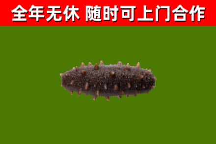 同仁市回收海参干